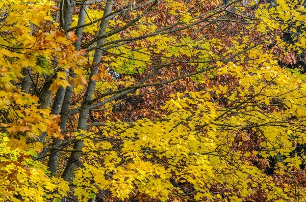 Branches of trees in an autumn park. Seasonal background. Texture of yellow tree crown in autumn