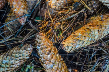 Çam kozalakları arka planı