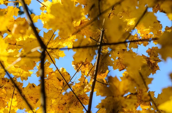 Осенние листья на голубом фоне неба — стоковое фото