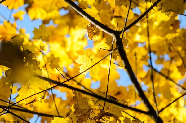 Herbst geht mit dem blauen Himmel Hintergrund — Stockfoto