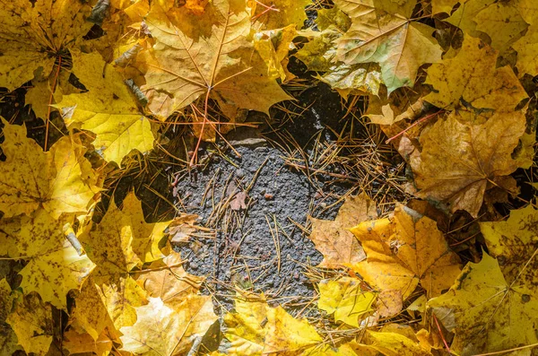 Кленовые листья на асфальте — стоковое фото