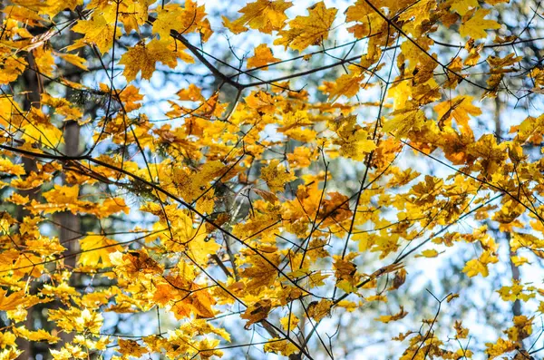 Herbst geht mit dem blauen Himmel Hintergrund — Stockfoto