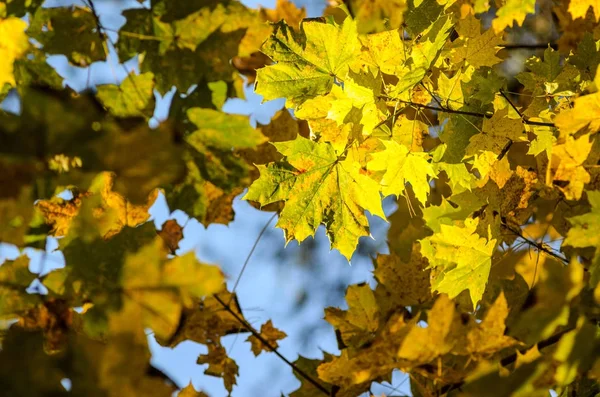 Herbst geht mit dem blauen Himmel Hintergrund — Stockfoto