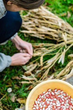 Eller alır barbunya fasulyesi
