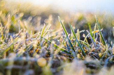 Sabah Frost'un üzerinde yükselen güneş yakın çekim seçici odak ışınları yeşil çim