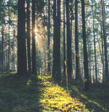 Güneş ışınları ağaç gövdeleri yollarını sabah orman olun. Ladin ağacı orman, Güneş ışınları yoluyla sabah sis
