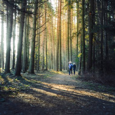 Çift iğne yapraklı orman puslu sabah koşu. Sağlıklı yaşam tarzı