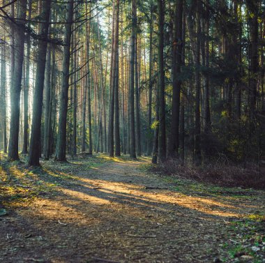 Parlak güneş ışığı ile sabah orman yolu.
