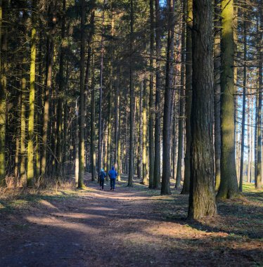 Çift iğne yapraklı orman puslu sabah koşu. Sağlıklı yaşam tarzı