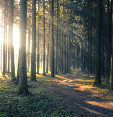 Parlak güneş ışığı ile sabah orman yolu.