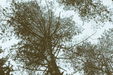 Çam ağacı orman görünümünde aşağıdan. Siluet ağaç arka plan