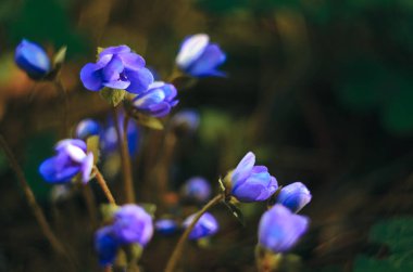 Mantarı Nobilis erken bahar üstten görünüm ormanda doğal bir ortamda çiçeklenir. Makro çekim alan sığ derinliği ile mavi renk çiçek. Soyut bahar arka plan