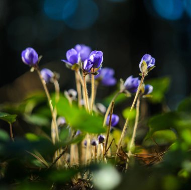 Mantarı Nobilis çiçekler erken baharda ormanda doğal bir ortamda. Makro çekim mavi renk çiçek