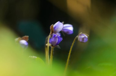 Mantarı Nobilis erken ilkbaharda çiçeklenir. Makro mavi renk çiçek görüntüsünü alan sığ derinliği ile. Soyut bahar arka plan