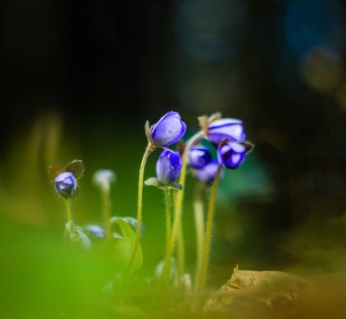 Mantarı Nobilis erken ilkbaharda çiçeklenir. Makro mavi renk çiçek görüntüsünü alan sığ derinliği ile. Soyut bahar arka plan
