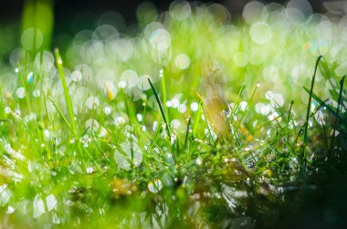 Yeşil çimenlerin üzerinde çiy. Seçici odak ve güzel doğal bokeh ile atış kadar soyut backgroundclose.