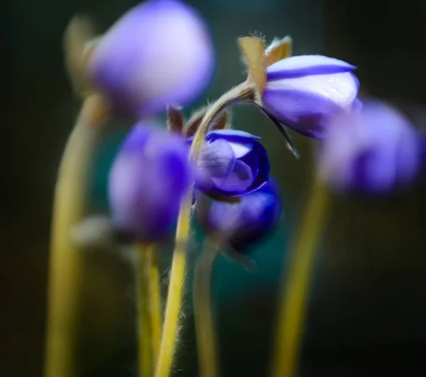 Цветы Hepatica Nobilis Ранней Весной Макроснимок Цветов Голубого Цвета Мелкой — стоковое фото