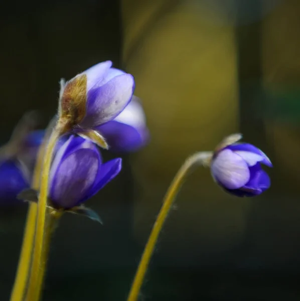 Цветы Hepatica Nobilis Ранней Весной Макроснимок Цветов Голубого Цвета Мелкой — стоковое фото
