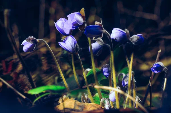 Hepatica Nobilis Flowers Natural Environment Forest Early Spring Macro Shot — Stock Photo, Image