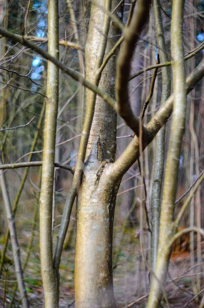 Zweige Ohne Blätter Zeitigen Frühjahr Abstrakter Waldhintergrund — Stockfoto