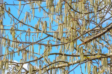Birçok Aspen tomurcukları mavi gökyüzü. Erken Bahar arka plan