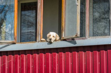 Açık pencereden dışarı bakarak köpek Labrador. Fore ve onun sahibi pencereden dışarı bakmak için bekleyen köpektir