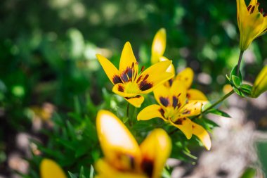 Sarı Zambak çiçeği arka plan