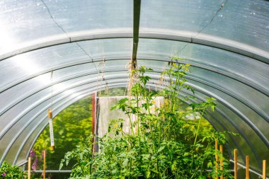 Serada domates dalları.