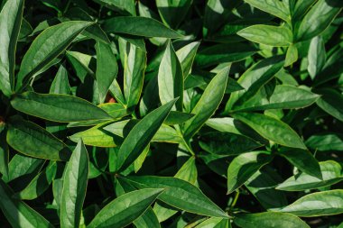 yeşil çiçek arkaplanı
