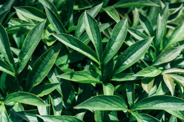 yeşil çiçek arkaplanı