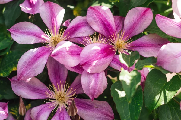 Clematis růžové květy pozadí — Stock fotografie