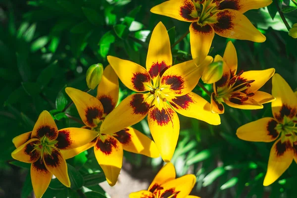 Kwiat lilia żółte tło — Zdjęcie stockowe