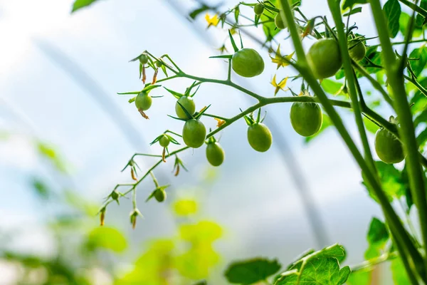 Tomat ranting dengan bunga dan buah hijau kecil — Stok Foto
