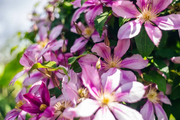 Latar belakang bunga clematis pink Stok Foto Bebas Royalti