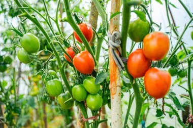 Serada büyüyen domatesler.