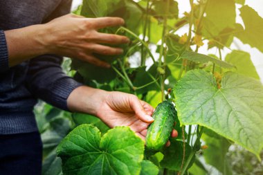 Serada salatalıkla ilgilenen bir kadın.