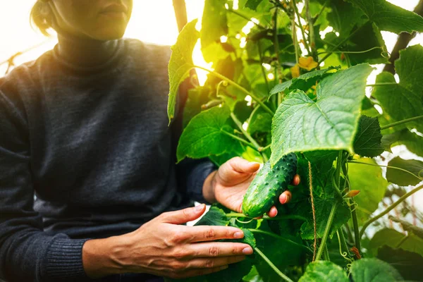 Mulher cuidando de pepinos em uma estufa — Fotografia de Stock