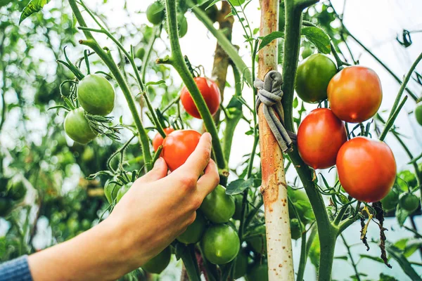 Женщина, ухаживающая за помидорами в теплице — стоковое фото