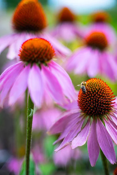 Bee on purple coneflower — Stock Photo, Image