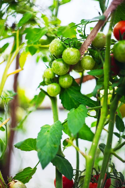 Tomaten wachsen im Gewächshaus — Stockfoto