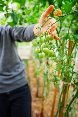 Serada domateslere bakan bir kadın.