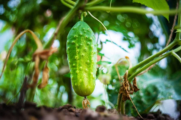 Sera içinde salatalık büyüyen