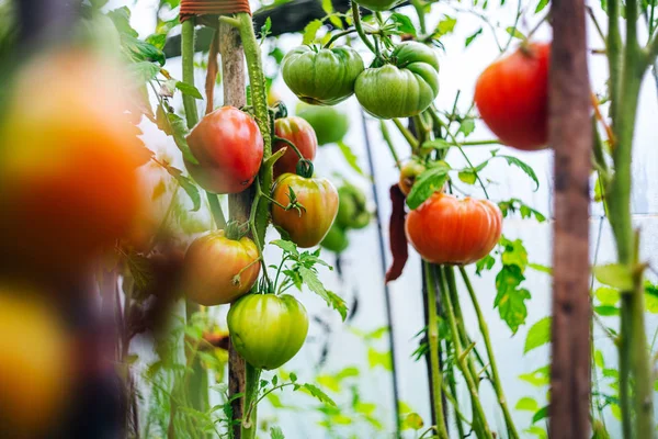 Serada büyüyen domatesler.