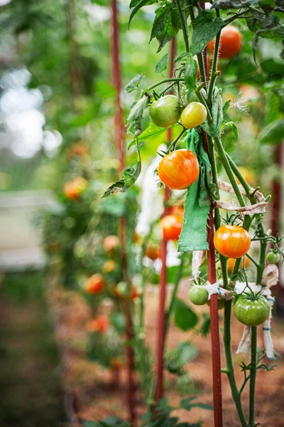 Tomat tumbuh di rumah kaca — Stok Foto