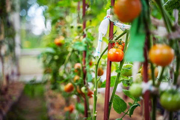 Tomat tumbuh di rumah kaca — Stok Foto