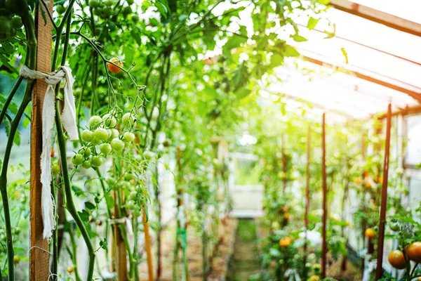 Tomates crescendo em uma estufa — Fotografia de Stock