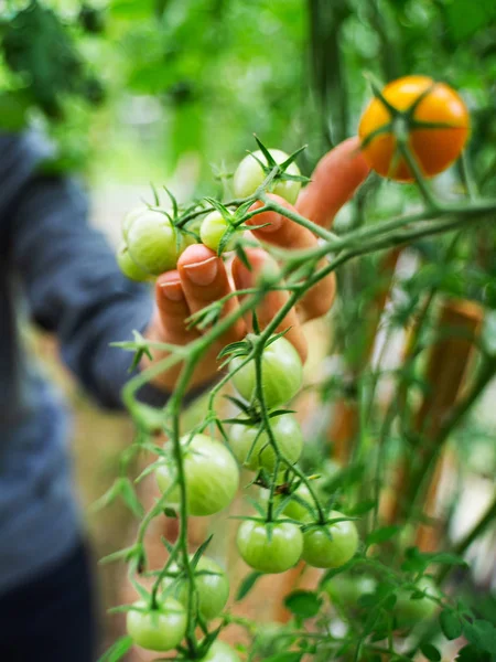 Serada domateslere bakan bir kadın. — Stok fotoğraf