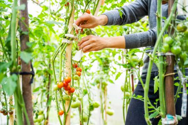 Serada domateslere bakan bir kadın.