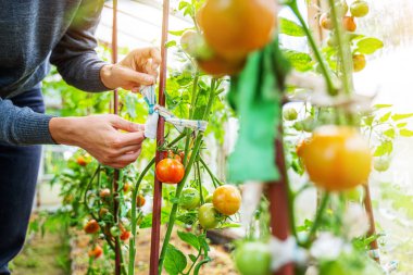 Serada domateslere bakan bir kadın.