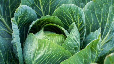 Taze yeşil baş lahana